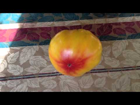 German Striped Tomato