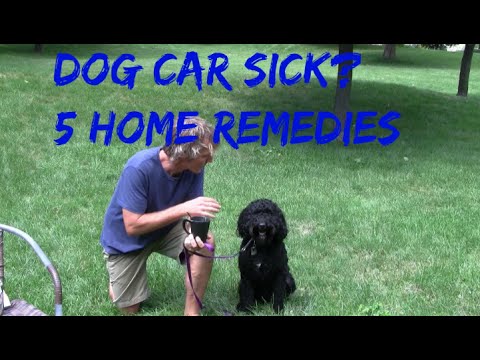 Car Sickness in Dogs: 5 Home Remedies