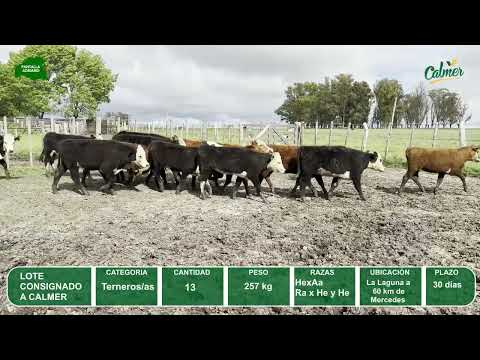 Video del lote L0-000841