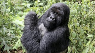 preview picture of video 'How To Book Your Gorilla Trek - Rwanda'