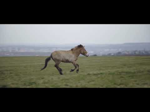 , title : 'Koně Převalského v hlavní roli / Starring Przewalski's horses'