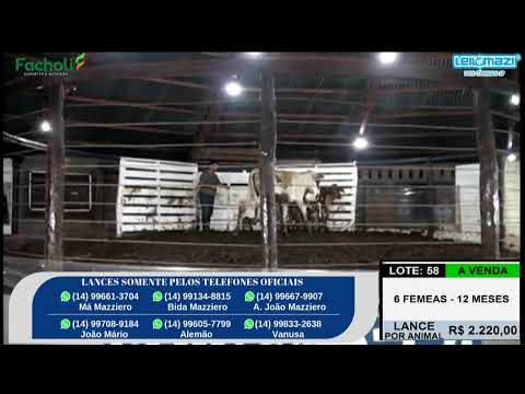 Leilão Leilomazi - Dois Córregos (25/02/2026)