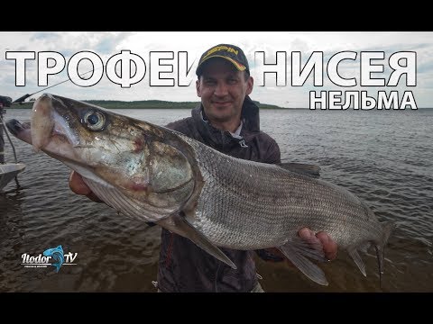 ТРОФЕИ ЕНИСЕЯ | НЕЛЬМА | ЭКСПЕДИЦИЯ КА-ХЕМ