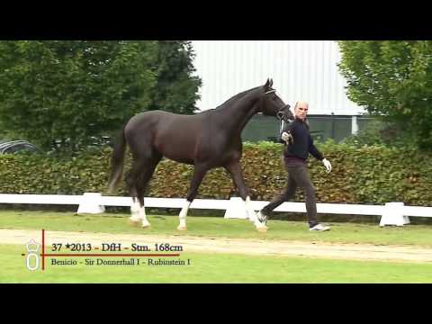 37 Hengst von Benicio x Sir Donnerhall I