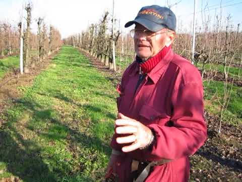 LEZIONE # 78 POTATURA PERE – COME COMBATTERE LA CIMICE ASIATICA