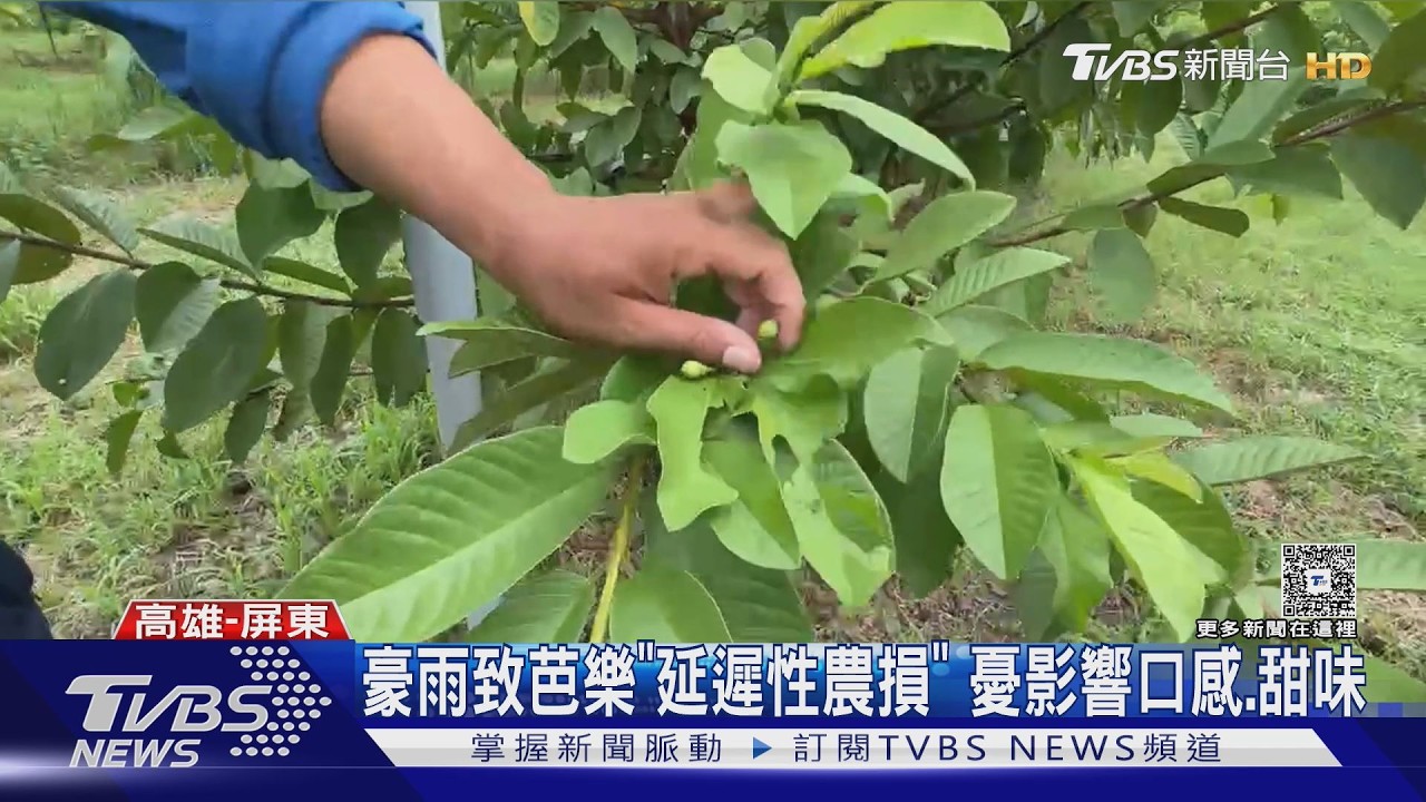 影音/高屏農損佔9成!「芭樂」最嚴重 豪雨水傷恐漲價