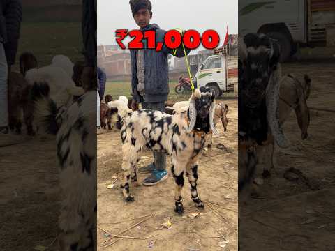 Top Quality Gujri 😍 Raniganj Bakra Mandi UP | Ziya Vlogs #bakramandi #viralvideo #shorts #animals