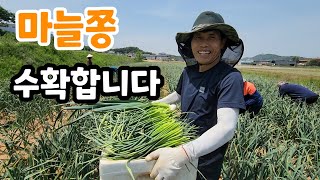 홍산마늘 쫑 수확 한정 수량 선착순