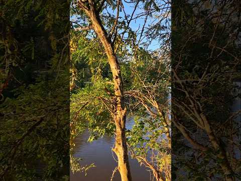 📍Rio lujan campana - Buenos aires #adventure #lake #travesia #music #travel #viajes #nature #train