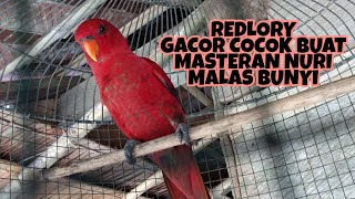 Download lagu NURI REDLORY GACOR COCOK BUAT PANCINGAN NURI MALAS BUNYI mp3 Download lagu NURI REDLORY GACOR COCOK BUAT PANCINGAN NURI MALAS BUNYI mp3