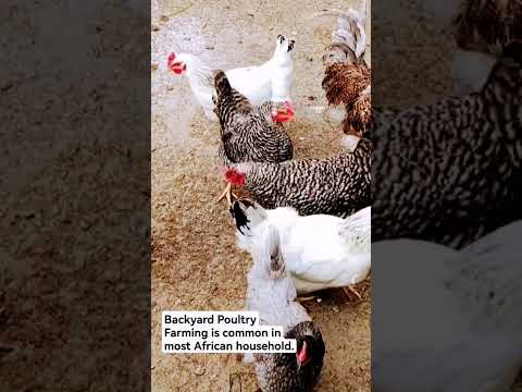 Broiler Chicken Farming broilerchicken poultryfarming chicken poultrymanagement