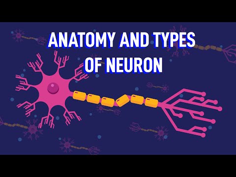 How Does The Structure of Neurons Enable Your Reflexes?