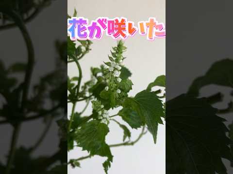 紫蘇 植物