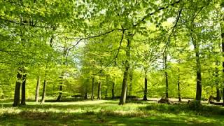 P.I. Tchalkovsky - Symphony No.5, E minor, Op.64 - I. And...