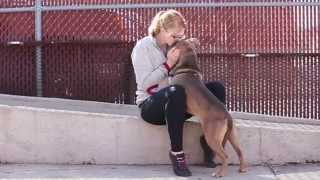 preview picture of video 'Adopt Buddah - Animal Rescue Dog in St. Louis | Gateway Pet Guardians'