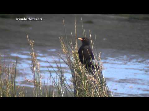 mirlo común ( Turdus merula ) Blackbird