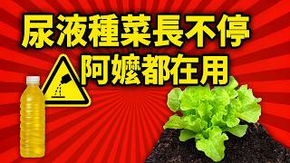 「天然神肥」！尿液種菜長不停的秘密，鄉下阿嬤都在用的「黃金水」正確用法全公開！