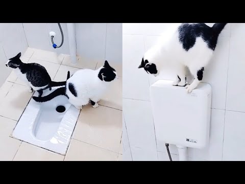 Self-disciplined Cats Use Toilet And Flush It