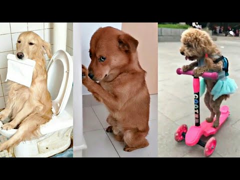 Funny pets 2021/Thilini Wathsala/Part 1