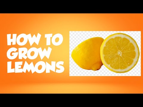 Grow Lemons in a Few Days?!?!