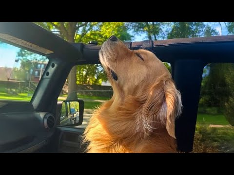 Je vous mets au défi de ne pas rire devant ces chiens hilarants de 2025.