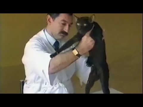 Спокойной ночи, малыши! Кошачья выставка (1991)