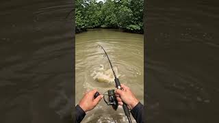Download lagu Baru Duduk, Reel Langsung Menjerit! #spotmancing #mancingmania #fishing mp3