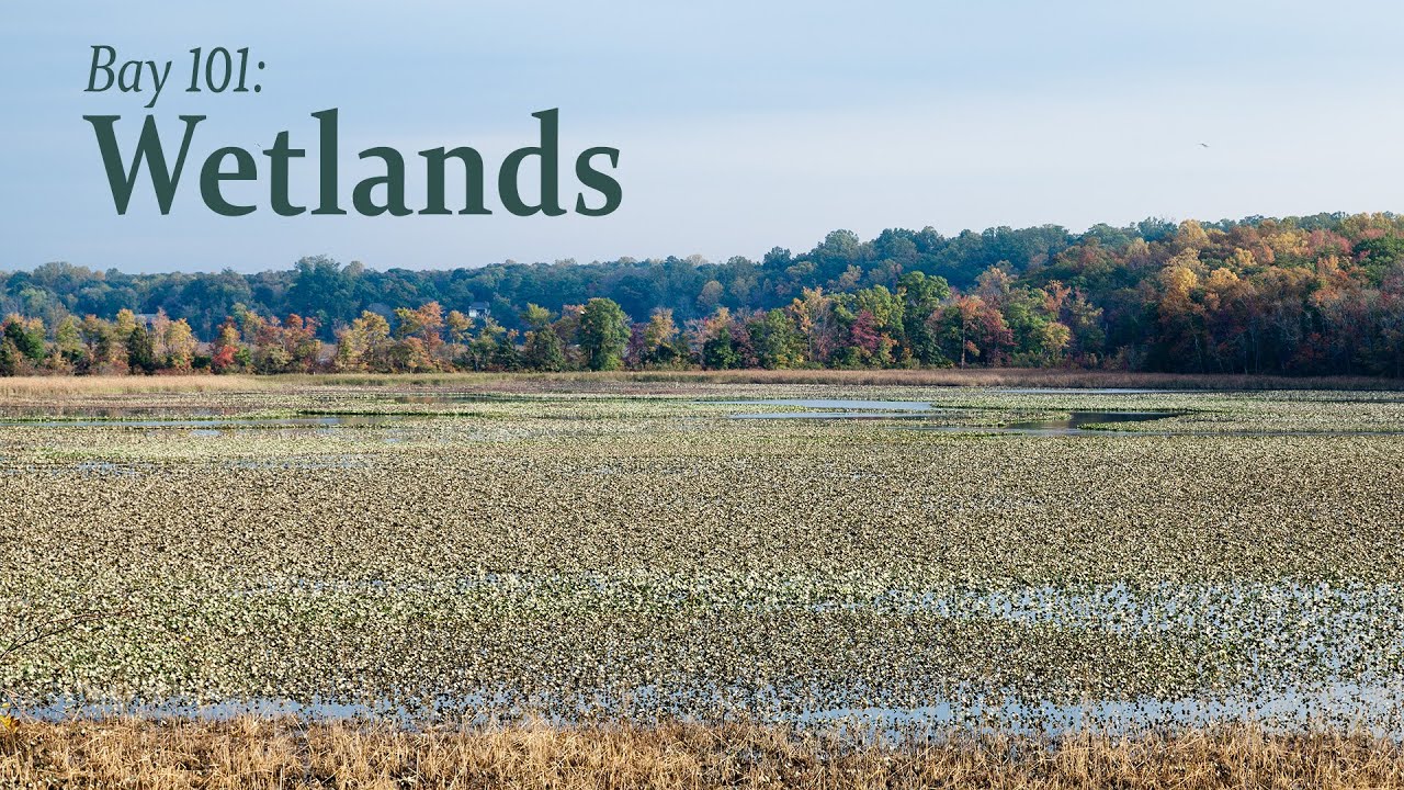 Bay 101: Wetlands