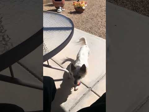 Stevie, an adopted Papillon & Australian Terrier Mix in Scottsdale, AZ_image-1