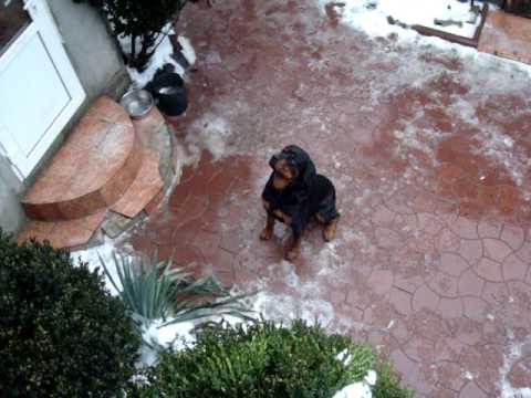 Kooza K2o The south of Odessa Rutweiler