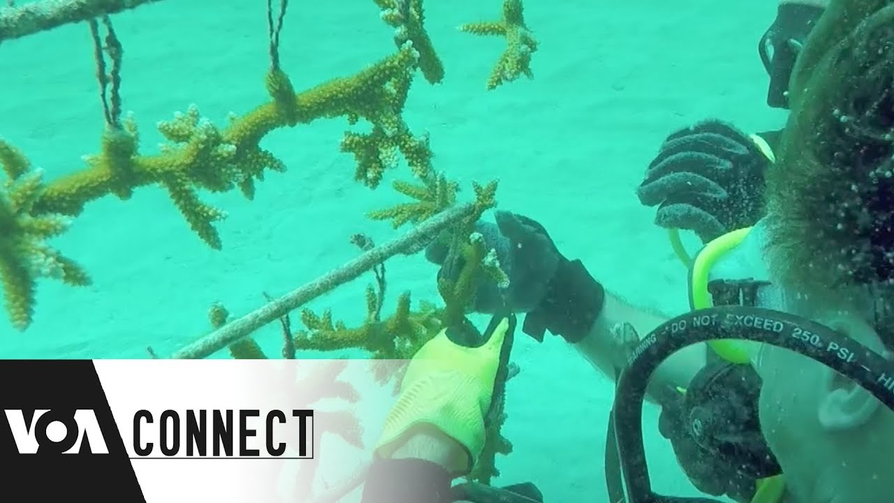 Protecting the Ecosystem (VOA Connect Ep 30)