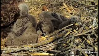 Decorah North Nest 4-22-24 Ultra closeups, clown clompers