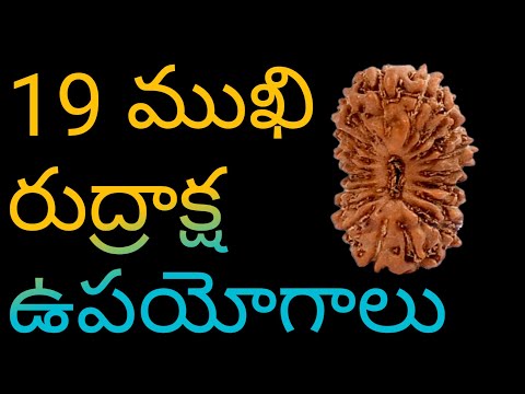 19 mukhi Rudraksha benefits | 19 mukhi rudraksha original |