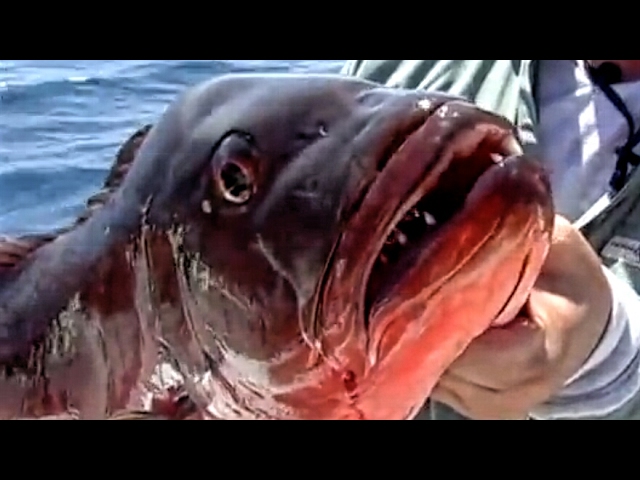Beatiful Tropical Fish in Panama