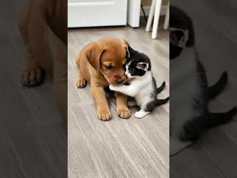 Cute kitten and puppy  #puppy #puppydog