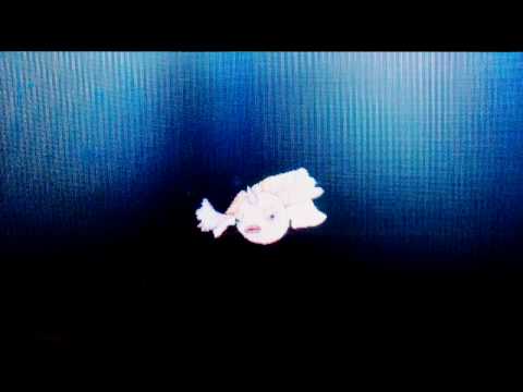 Pokemon X/Y Wonder trading a shiny Goldeen with Pokerus!!