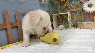 ハーフ犬の動画01