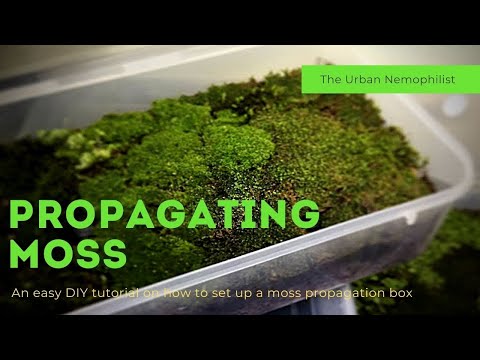 How to setup a moss propagation box || How to grow moss