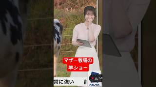 マザー牧場の羊刈りをおすすめするももぴん#青原桃香