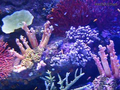 New Antalya Aquarium - Turkey Новый Анталийский аквариум - Турция