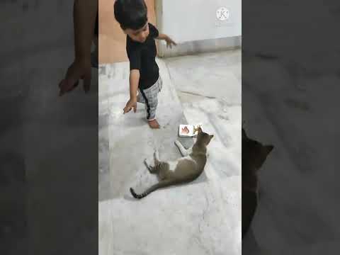Awwab teaching cat 🐱😂 #cat #teaching #babyteaching #fun
