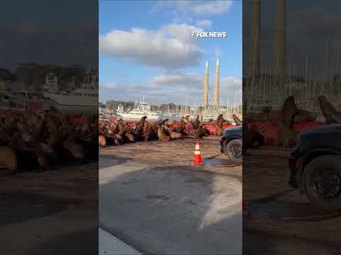 SEE IT: California police use SIRENS to clear sea lions from road