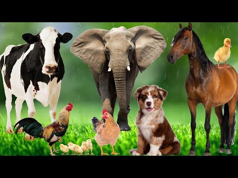 Wild Animal Sounds In Nature: Elephant, Rooster, Cow, Horse, Dog, Hen, Duck,... | Animal Moments