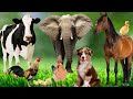 Wild Animal Sounds In Nature: Elephant, Rooster, Cow, Horse, Dog, Hen, Duck,... | Animal Moments