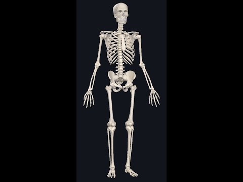 Anatomia Sistemul Osos (generalități)