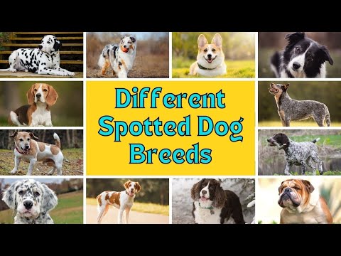Top 13 Different Pups With Spotted Coats: Spotted Dog Breeds - DogDingDa