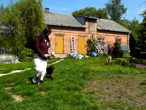 Bolger Estella z Wulkanu Serc FCI - Dziunia