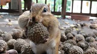 Chipmunks Stuffing Their Cheeks with Acorns! gameplay video by jconradslp, 1:03 duration