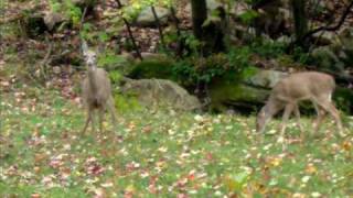 preview picture of video 'Garrett County Log Cabin In The Woods'