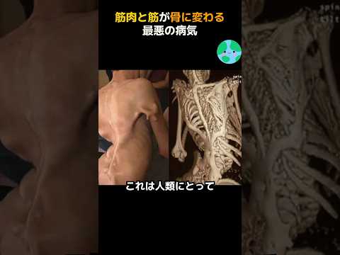 猫のペニス:解剖学と最も一般的な病気